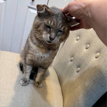 Edward 0124 J -  Domestic Short Hair Cat for Adoption - Edward 0124 J | PetCurious