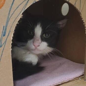 Gizmo -  Domestic Short Hair Cat for Adoption - Gizmo | PetCurious
