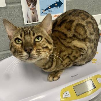 Jumanji -  Bengal Cat for Adoption in Allentown, Pennsylvania - Jumanji | PetCurious