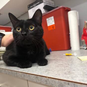 Apo -  Domestic Short Hair Cat for Adoption in Spokane, Washington - Apo | PetCurious