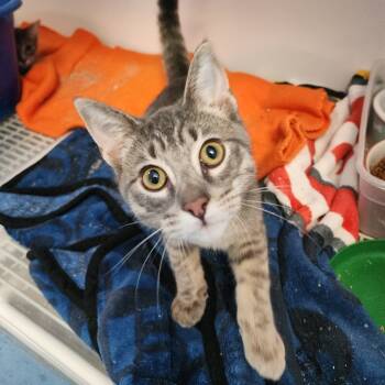 Rescue Domestic Short Hair Cats for Adoption in Monroe, Michigan - Silas | PetCurious