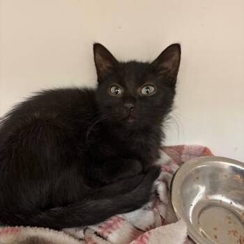 Nyxie -  Domestic Short Hair Cat for Adoption in Council Bluffs, Iowa - Nyxie | PetCurious