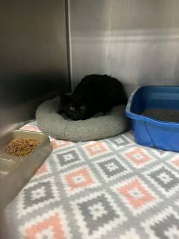 Domestic Short Hair Cats Available for Adoption in Belleville, Illinois - SPOOK | PetCurious