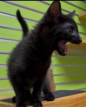 GRU -  Domestic Short Hair Cat for Adoption in St. Peters, Missouri - GRU | PetCurious