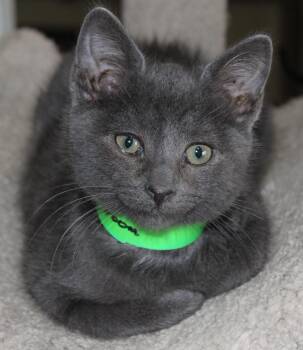 Rescue Domestic Short Hair Cats for Adoption in Huron, South Dakota - Mushroom | PetCurious