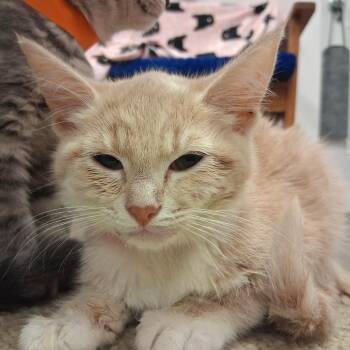 Cindy -  Domestic Short Hair Cat for Adoption in Middlebury, Vermont - Cindy | PetCurious