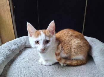 The Great Hambino -  Domestic Short Hair Cat for Adoption in Coldwater, Michigan - The Great Hambino | PetCurious