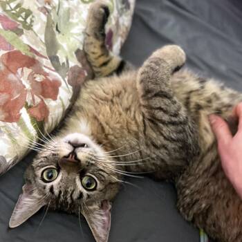 Rescue Tabby and Domestic Short Hair Cats for Adoption in Chicago, Illinois - Bo | PetCurious