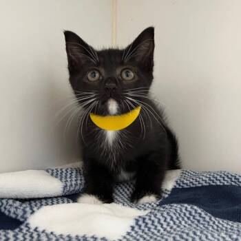 Maddie -  Domestic Short Hair Cat Available for Adoption in Oakland, California - Maddie | PetCurious