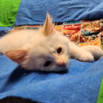 Albus -  Domestic Short Hair Cat Available for Adoption in Pasco, Washington - Albus | PetCurious