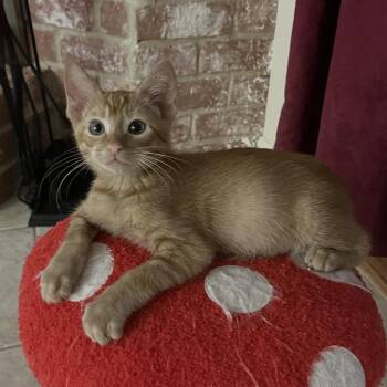 Cheeto -  Domestic Short Hair Cat for Adoption in League City, Texas - Cheeto | PetCurious