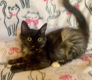 Cappuccino -  Domestic Medium Hair Cat for Adoption in San Jose, California - Cappuccino | PetCurious