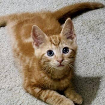 Teddy -  Tabby and Domestic Short Hair Cat for Adoption in Knoxville, Tennessee - Teddy | PetCurious