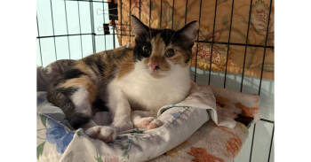 Rescue Domestic Short Hair and Calico Cats for Adoption in New Cumberland, West Virginia - Vivi | PetCurious