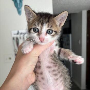 Bogart -  Domestic Short Hair Cat for Adoption in Stephenville, Texas - Bogart | PetCurious