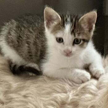 Domestic Short Hair Cats Available for Adoption in Austin, Texas - Drumstick 5 | PetCurious