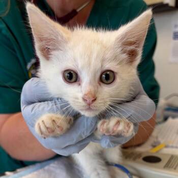 Domestic Short Hair Cats Available for Adoption in Nashville, Tennessee - Issac | PetCurious