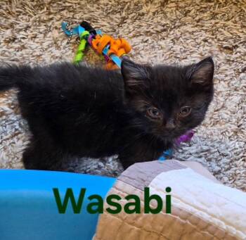 Wasabi (Medical Hold) -  Domestic Short Hair Cat for Adoption in Williamsburg, Iowa - Wasabi (Medical Hold) | PetCurious