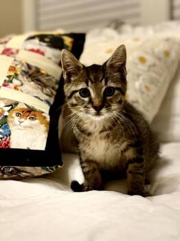 Rescue Domestic Short Hair Cats for Adoption in Wilmington, North Carolina - Henry – The Brave Little Explorer | PetCurious