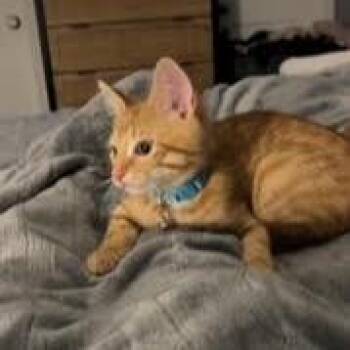 Cortez -  Tabby and Domestic Short Hair Cat for Adoption in Lombard, Illinois - Cortez | PetCurious