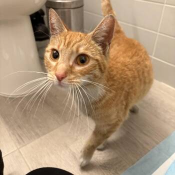 Sunshine -  Domestic Short Hair Cat for Adoption in New York, New York - Sunshine | PetCurious