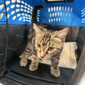 Anna-Belle -  Domestic Short Hair Cat for Adoption in New York, New York - Anna-Belle | PetCurious