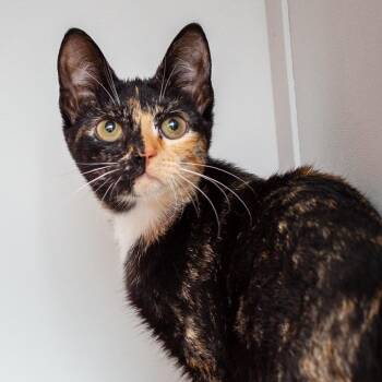 Domestic Short Hair Cats Available for Adoption in Hattiesburg, Mississippi - Argan Oil | PetCurious