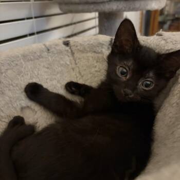 Coco -  Domestic Short Hair Cat for Adoption in Wheeling, Illinois - Coco | PetCurious