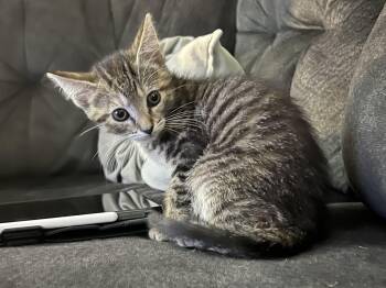 Rescue Domestic Short Hair Cats for Adoption in Calverton, Maryland - Apple | PetCurious