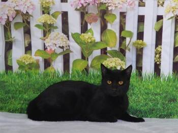 Domestic Short Hair Cats Available for Adoption - JORDAN | PetCurious