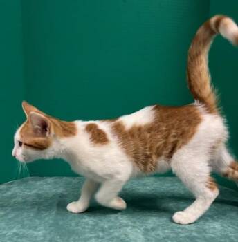 Rescue Domestic Short Hair Cats for Adoption in Hawk Point, Missouri - Brie | PetCurious