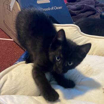 Frisbee -  Domestic Short Hair Cat for Adoption in Keizer, Oregon - Frisbee | PetCurious