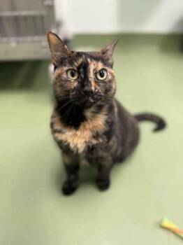 Rescue Domestic Short Hair Cats for Adoption in Batavia, Ohio - Meg | PetCurious