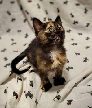 Rescue Domestic Medium Hair Cats for Adoption in Winnipeg, Manitoba - Millie | PetCurious