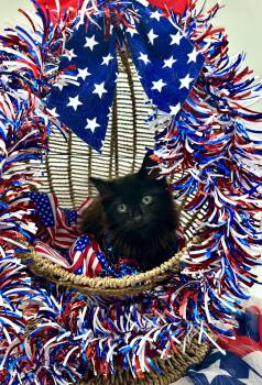 Ella -  Domestic Long Hair Cat for Adoption in Huntington Beach, California - Ella | PetCurious
