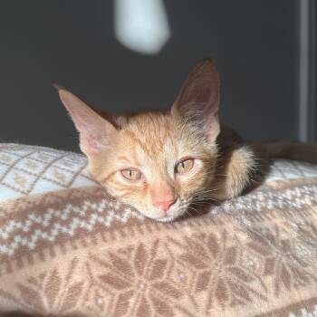 Colby -  Domestic Short Hair Cat for Adoption in Lewis Center, Ohio - Colby | PetCurious
