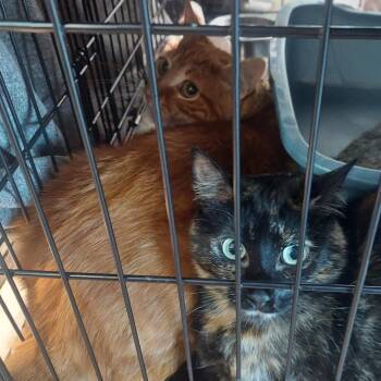 Patches -  Domestic Short Hair Cat for Adoption in Matteson, Illinois - Patches | PetCurious