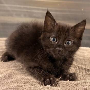 IVHS-Stray-139240 -  Domestic Short Hair Cat for Adoption in San Gabriel, California - IVHS-Stray-139240 | PetCurious