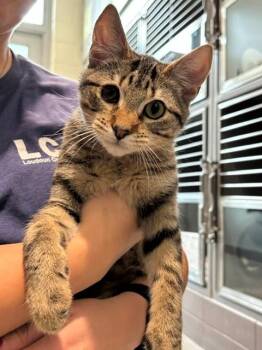 ROCKY -  Domestic Short Hair Cat for Adoption in Leesburg, Virginia - ROCKY | PetCurious