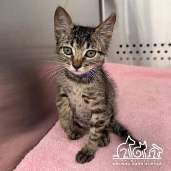 JANET -  Domestic Short Hair Cat for Adoption in Irvine, California - JANET | PetCurious