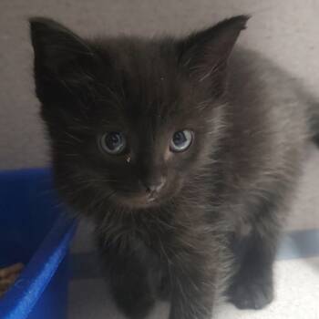 Rescue Domestic Short Hair Cats for Adoption in North Battleford, Saskatchewan - Hera Purrndulla | PetCurious