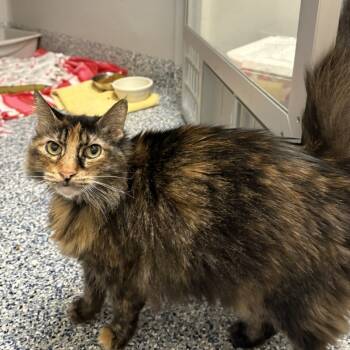 Rescue Domestic Long Hair Cats for Adoption in Great Falls, Montana - Ziggy | PetCurious