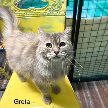 Greta -  Domestic Long Hair Cat for Adoption in St. George, Utah - Greta | PetCurious