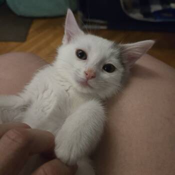 Rescue Domestic Medium Hair Cats for Adoption - Violet | PetCurious