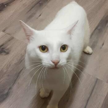 Rescue Domestic Short Hair Cats for Adoption in Myrtle Beach, South Carolina - Little Boy | PetCurious