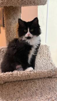 Briar -  Domestic Medium Hair Cat for Adoption in Millcreek, Utah - Briar | PetCurious