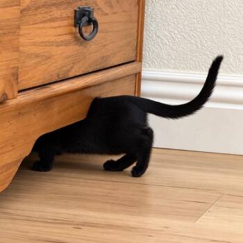 Sarah - Chino Hills Location -  Domestic Short Hair Cat for Adoption in Chino Hills, California - Sarah - Chino Hills Location | PetCurious