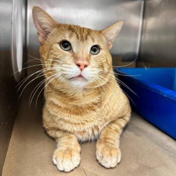 Domestic Short Hair Cats Available for Adoption - Nacho | PetCurious