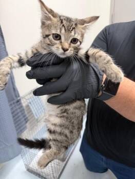 Domestic Short Hair Cats Available for Adoption in Pasadena, Texas - SPOOKY | PetCurious