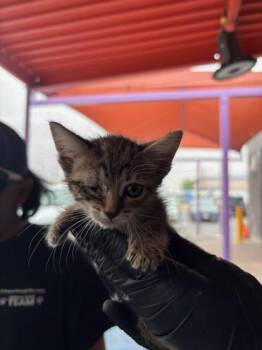 Domestic Short Hair Cats Available for Adoption in El Paso, Texas - Nebula | PetCurious